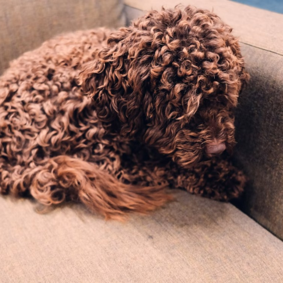 Brown Cockapoo dog Brown Cockapoo